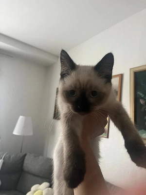 Verkaufen kitten       
