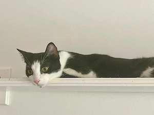    Tom & Jerry   zwei Katerbrüder suchen gemeinsam ihr Für-immer-Zuhause 