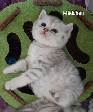 BKH British Kurzhaar Kitten