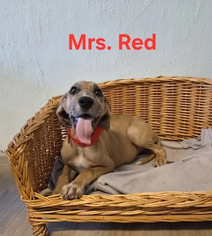 Deutsche Dogge Welpen 