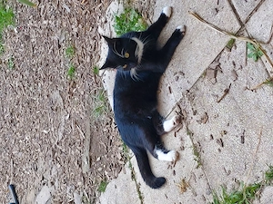 1 jahr alter Kater unkastriert 