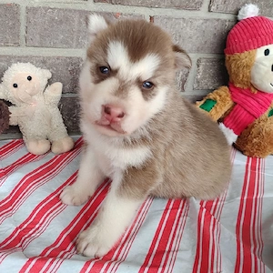 Holen Sie sich einen treuen sibirischen Husky als Begleiter nach Hause
