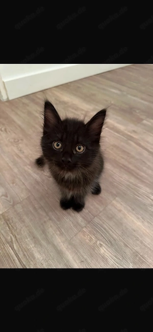 Wunderschöne Maine-Coon-Kitten suchen ein liebevolles Zuhause