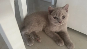 Abgabebereit BKH Kitten 
