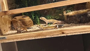 leopardgeckos mit terrarium zu verkaufen (dringend)