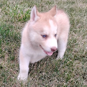 Entzückende sibirische Huskies bereit zu gehen
