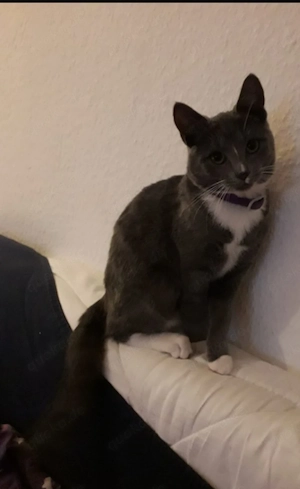 Notfall: Katze sucht dringend ein Zuhause!!!.