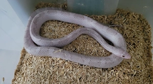 Lava Cinderblood Pied 2025
