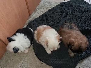 3 kleine süsse welpen 