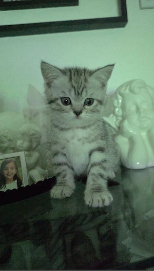 Bkh kitten 