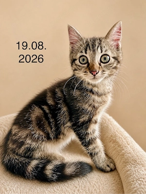 Edelmix Birma BLH EKH Katerchen Kitten abgabebereit!