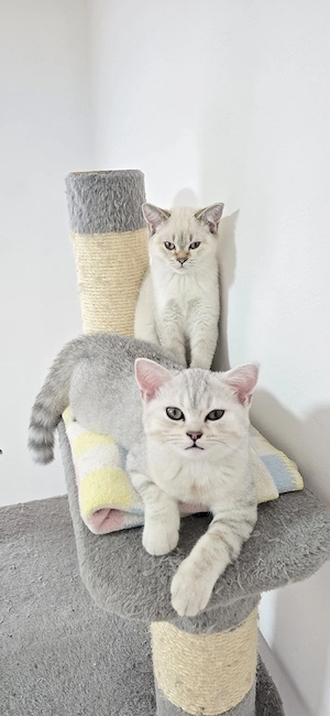 Premium BKH-Kitten 