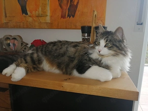 Norwegische Waldkatze Mischling, sucht Neustart
