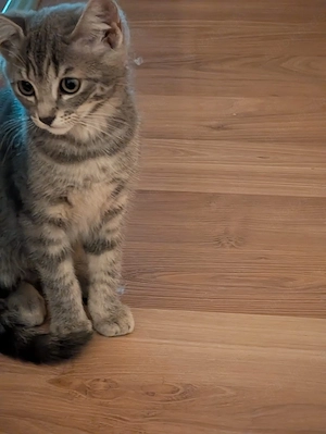 Hauskatze grau weiß 