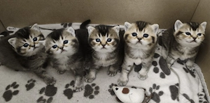 BKH Kitten black golden tabby