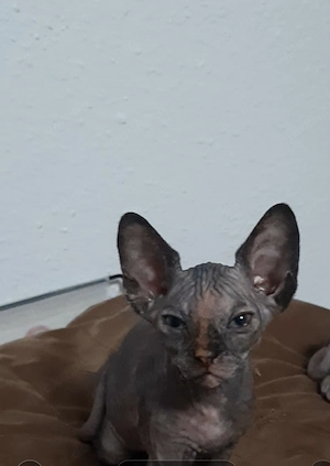 Sphynx katzenbaby 