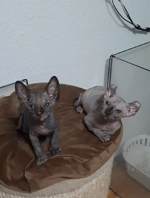 Sphynx katzenbaby 