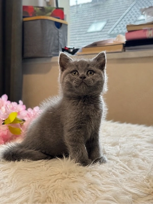 BKH kitten