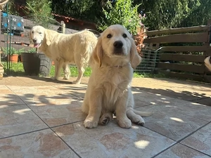 Golden Retriever Welpen Abgabebereit