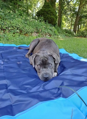 Cane-Corso Mix Junghündin