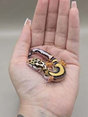 Leopardgecko TSF Firebold  Bold Stripe het Tremper 