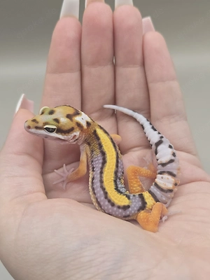 Leopardgecko TSM Firebold  Bold Stripe het Tremper 