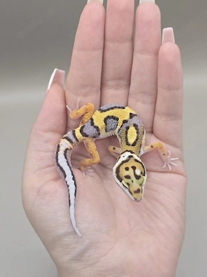 Leopardgecko TSM Firebold  Bold Stripe het Tremper 