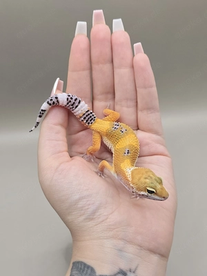 Leopardgecko TSM Black Night Mandarin Tangerine poss het Tremper 