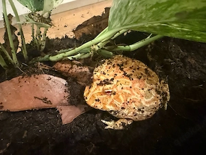Pacman Frosch