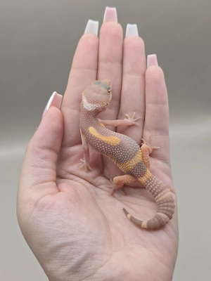 Leopardgecko TSF Lava Projekt Black Night Mandarin Tangerine Tremper 