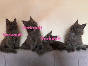 Reinrassige Main Coon Kitten