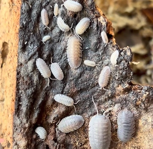 Armadillidium Peraccae Asseln 15 Stck.