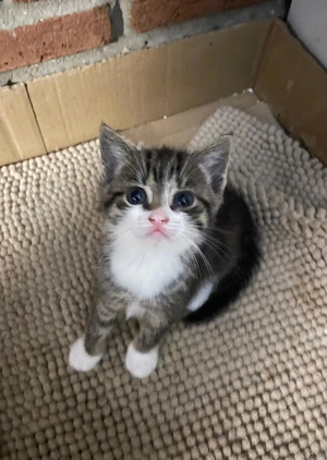4 süße Katzenbabys suchen ein liebevolles Zuhause 