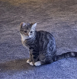 Bengal-Katze Sisi abzugeben