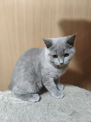 BKH Kitten, Eltern haben Stammbaum 