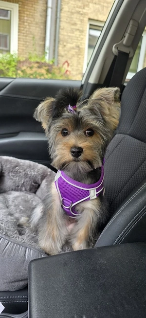 Yorkshire Terrier Hündin Lucy sucht ein liebevolles Zuhause