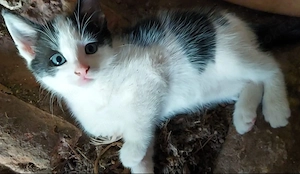 Kleiner Kater sucht neues zuhause