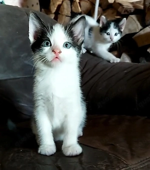 2 Kitten suchen ein neues Zuhause