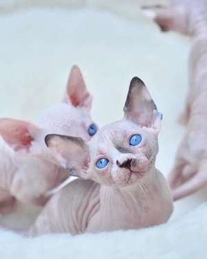 Liebevolle Sphynx-Babys suchen ein fürsorgliches Zuhause 