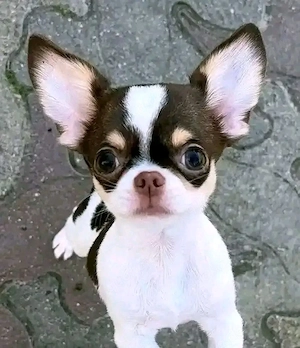 Lieber Chihuahua-Welpe sucht ein neues Zuhause