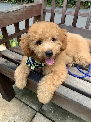 Niedliche Golden Doodles suchen ein neues Zuhause