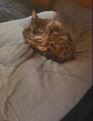 2 Bengalkatzen gemeinsam abzugeben.