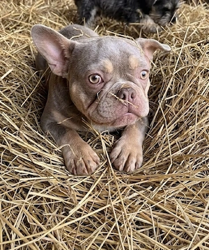 Bully Hundin sucht neue Familie 