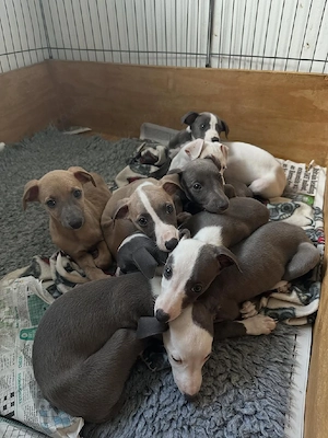 Whippet-Welpen ab Montag, 24. August   kleine Windhunde mit riesigem Herz! 