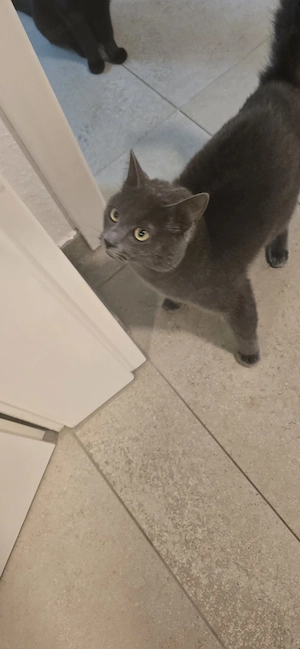 Siam Kater zm abgeben 