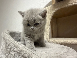Baby katzen