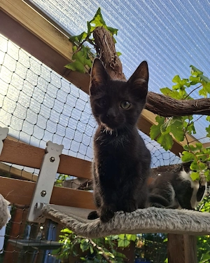 Sumi und Poki bereit für neue Abenteuer # Tierschutz 