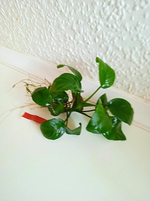Verkaufe Anubias barteri var. Nana (breitblättriges Speerblatt)