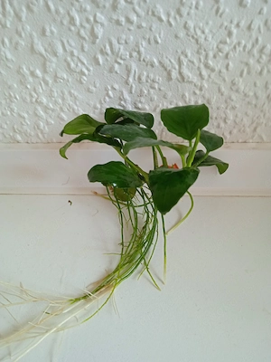 Verkaufe Anubias barteri var. Nana (breitblättriges Speerblatt) Bild 2