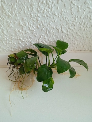 Verkaufe Anubias barteri var. Nana (breitblättriges Speerblatt) Bild 3